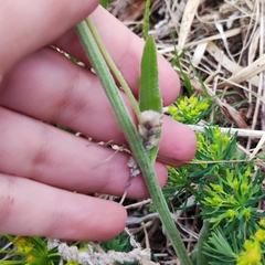 Tephroseris kirilowii