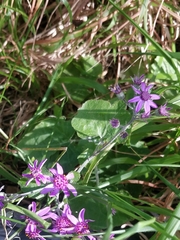 Pericallis aurita image