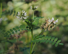 Astragalus agnicidus
