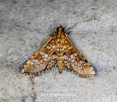 Sameodes