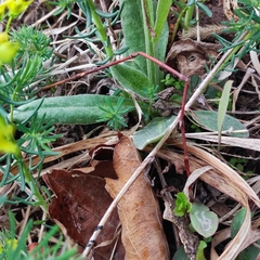 Tephroseris kirilowii