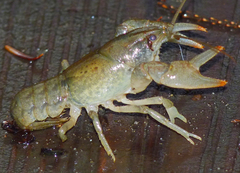 Cambarus bartonii cavatus