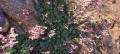 Heuchera brevistaminea