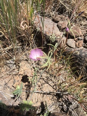 Sidalcea glaucescens