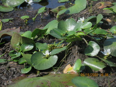 Nymphoides aquatica