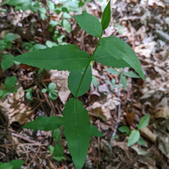 Eupatorium godfreyanum