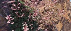 Heuchera brevistaminea