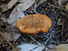 Polyporus decurrens