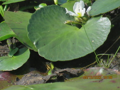 Nymphoides aquatica