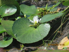 Nymphoides aquatica