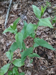 Eupatorium sessilifolium