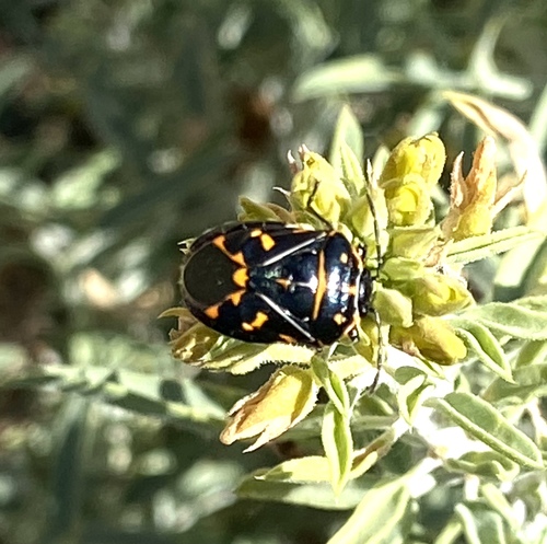 iNaturalist observation photo of Harlequin Bug