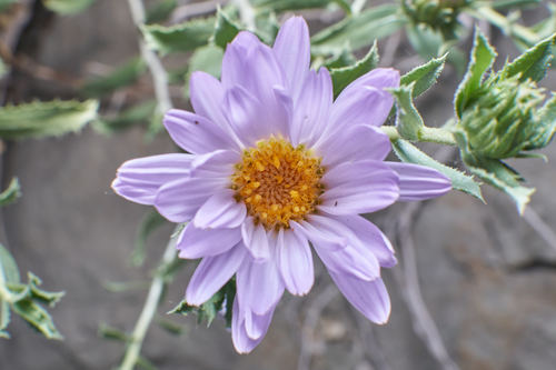 Xylorhiza cognata (H.M.Hall) T.J.Watson