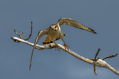 Falco sparverius dominicensis