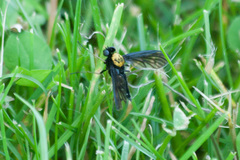 Chrysopilus thoracicus