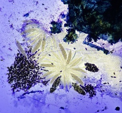 Podospora myriospora