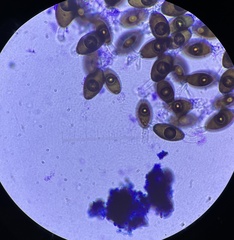 Podospora myriospora