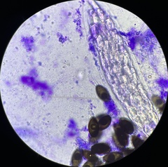Podospora myriospora