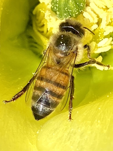 iNaturalist observation photo of Western Honey Bee