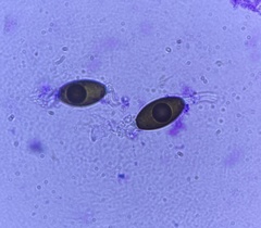 Podospora myriospora