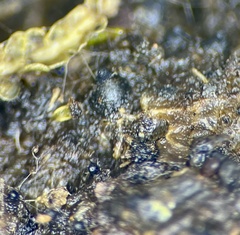 Podospora myriospora