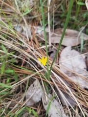 Hypoxis rigida