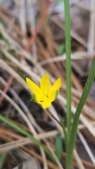 Hypoxis rigida