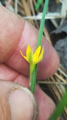 Hypoxis rigida