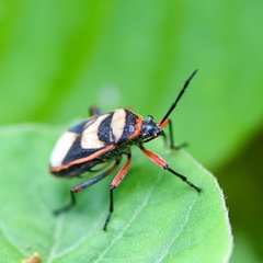 Largus sellatus