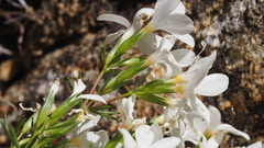 Leptosiphon floribundus glaber