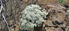 Leptosiphon floribundus glaber