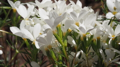 Leptosiphon floribundus glaber