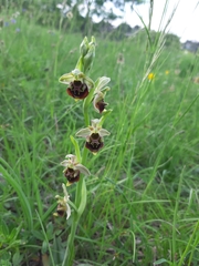 Ophrys fuciflora