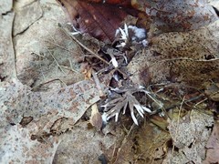 Thelephora penicillata