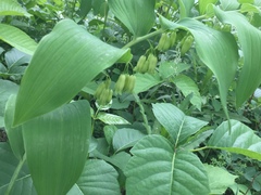 Polygonatum biflorum commutatum