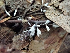 Thelephora penicillata