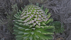 Lobelia deckenii deckenii