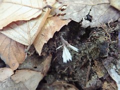 Thelephora penicillata