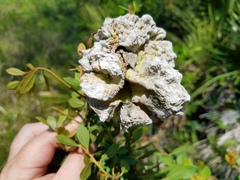 Exobasidiaceae