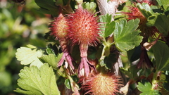Ribes roezlii roezlii