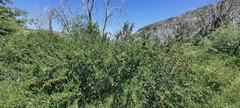 Ribes roezlii roezlii