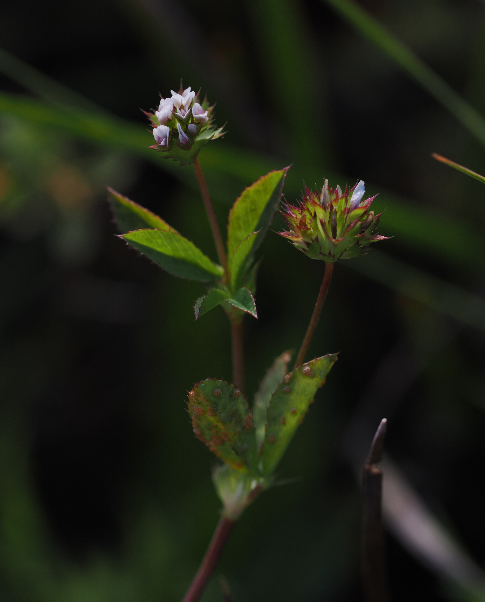 Trifolium buckwestiorum