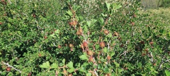 Ribes roezlii roezlii