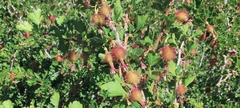 Ribes roezlii roezlii
