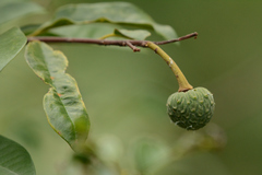 Annona emarginata