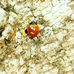 Cycloneda