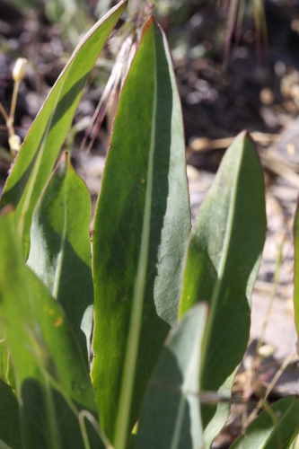 Agoseris glauca var. glauca