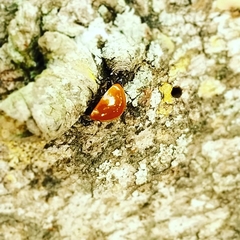Cycloneda
