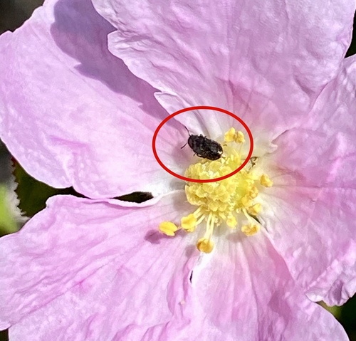 iNaturalist observation photo of Beetles