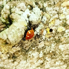 Cycloneda